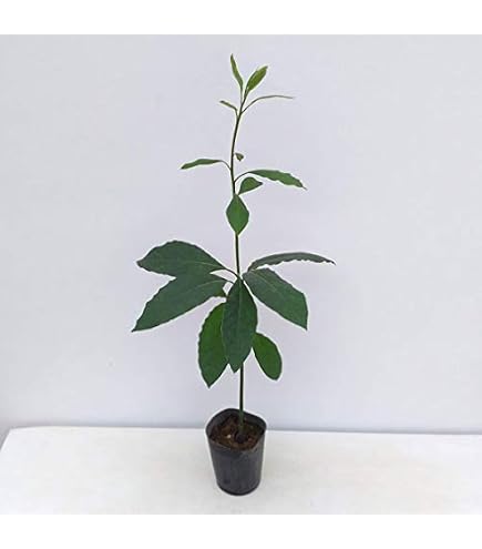 Amazon.co.jp: デューク7 アボカド苗 : DIY・工具・ガーデン